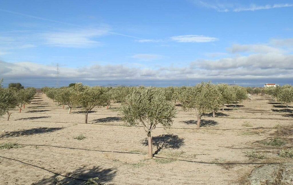 591_fincas-en-venta-049