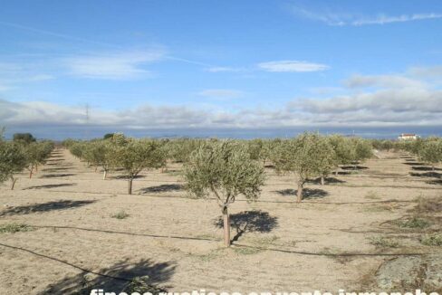 591_fincas-en-venta-049