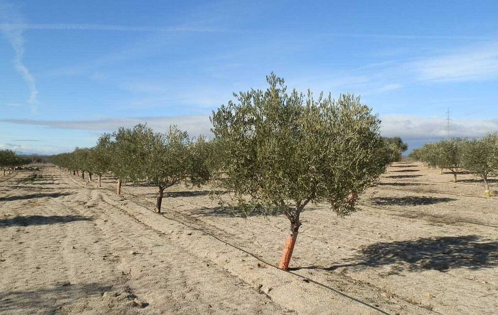 591_fincas-en-venta-050