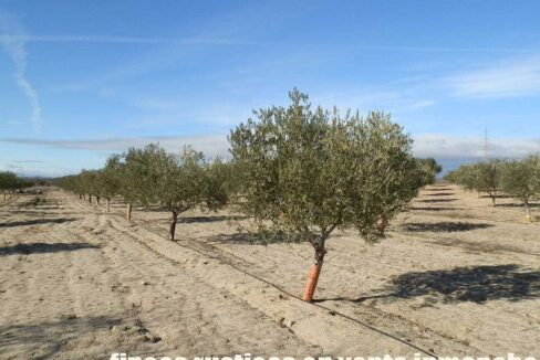 591_fincas-en-venta-050