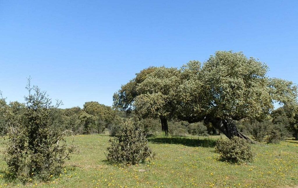 600_fincas-en-venta-008