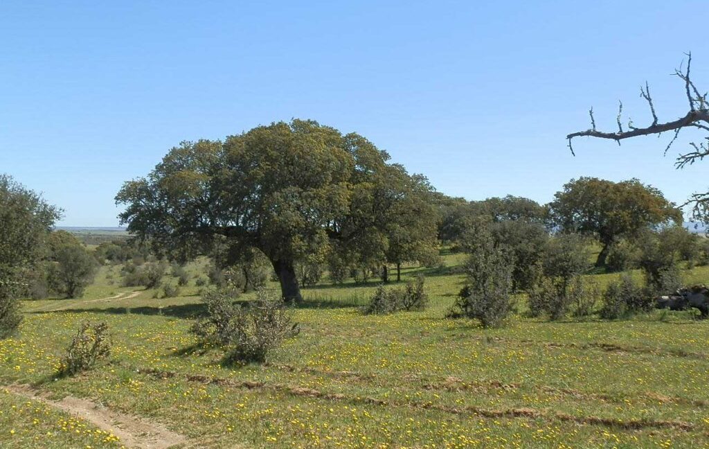 600_fincas-en-venta-009