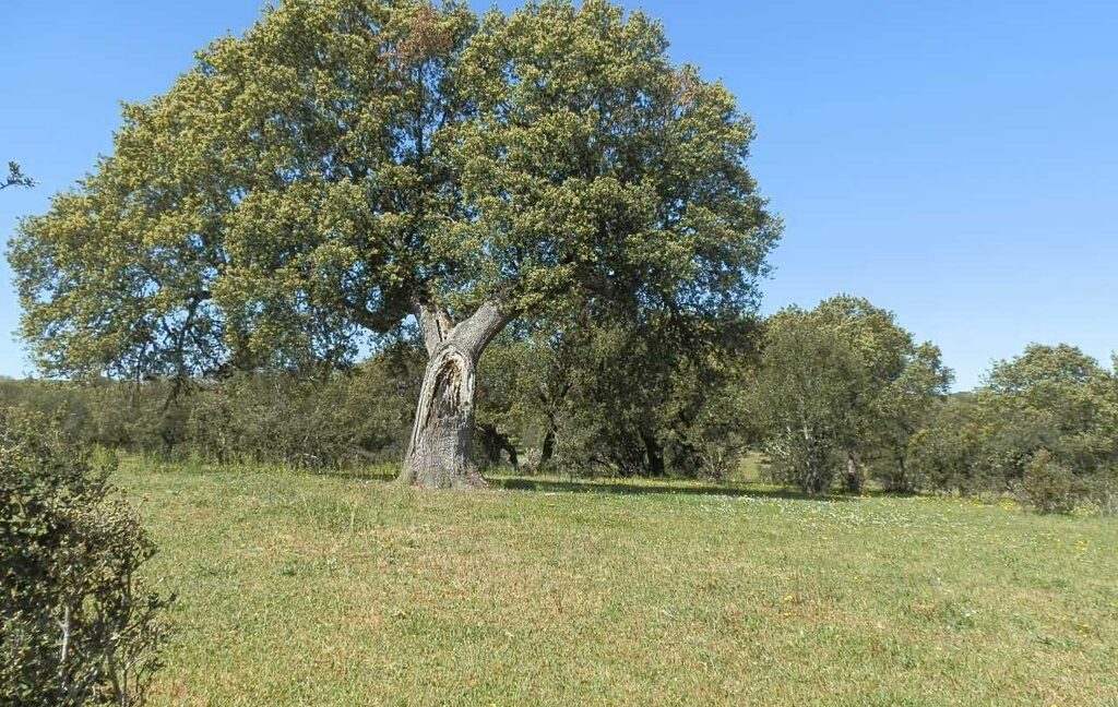 600_fincas-en-venta-010
