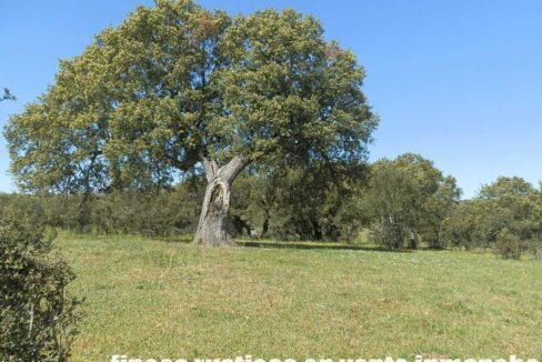600_fincas-en-venta-010