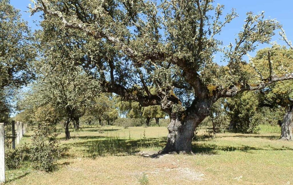 600_fincas-en-venta-016
