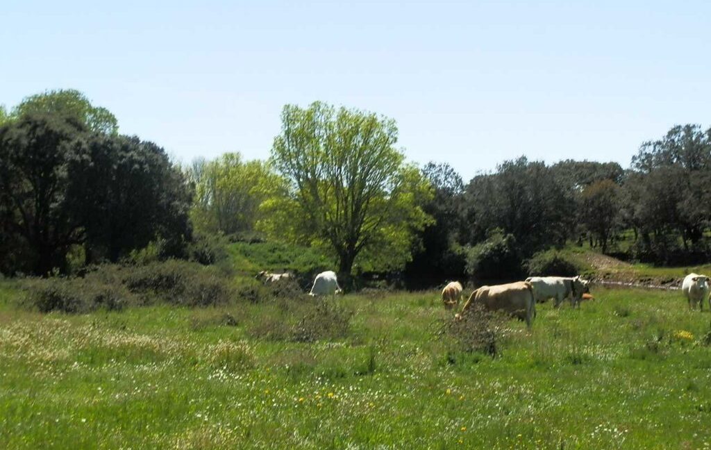 600_fincas-en-venta-036