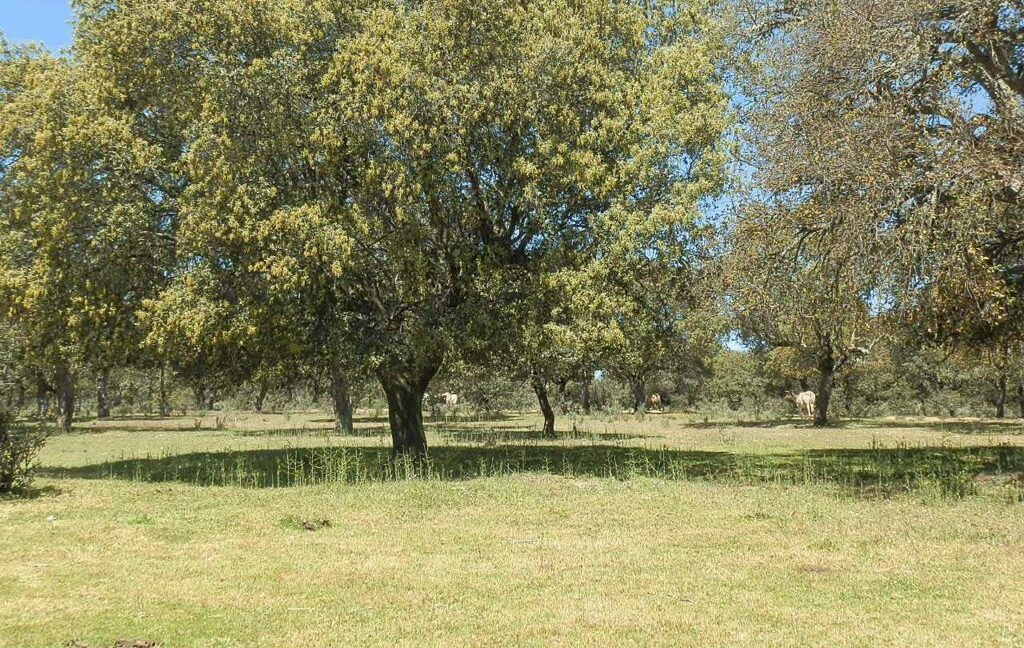 600_fincas-en-venta-039