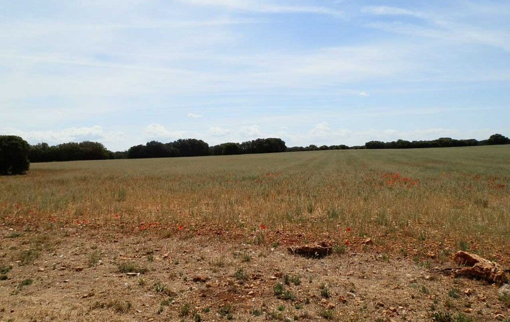 603_fincas-en-venta-005