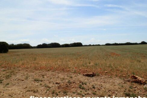 603_fincas-en-venta-005