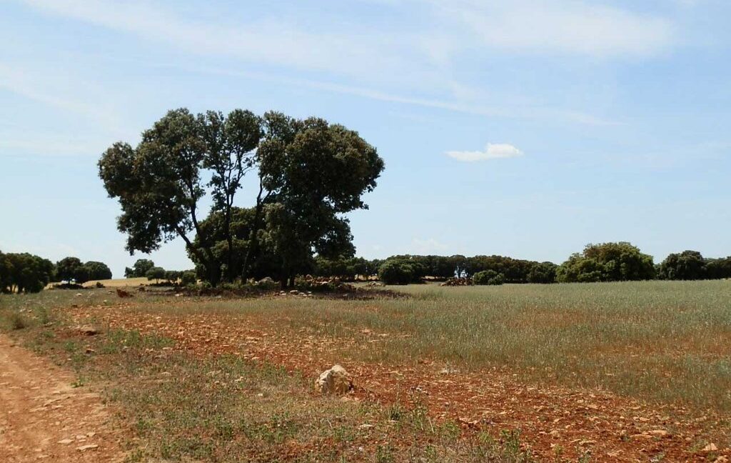 603_fincas-en-venta-012