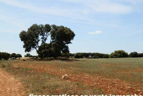 603_fincas-en-venta-012
