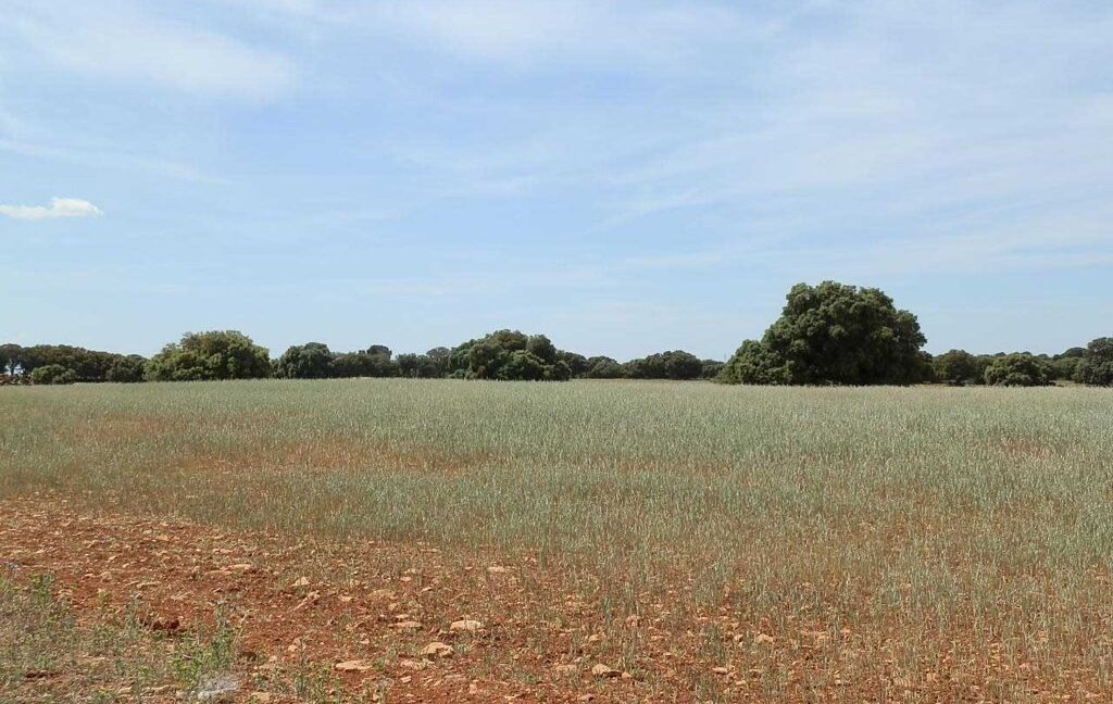 603_fincas-en-venta-013