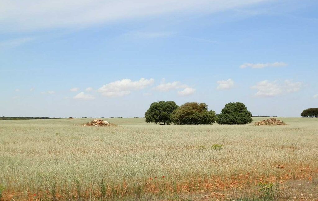 603_fincas-en-venta-020