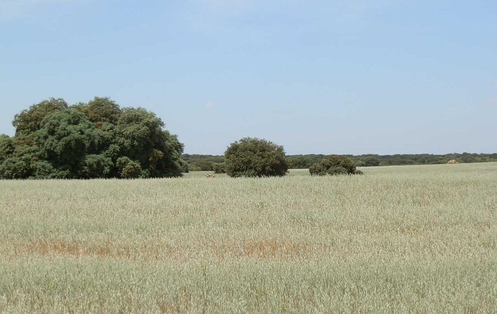 603_fincas-en-venta-021