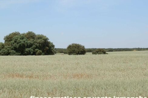603_fincas-en-venta-021