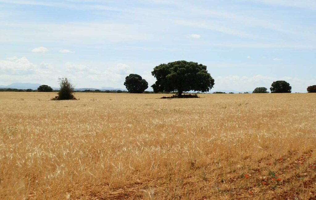 603_fincas-en-venta-022