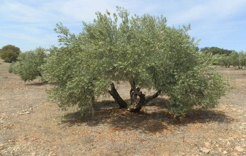 603_fincas-en-venta-024