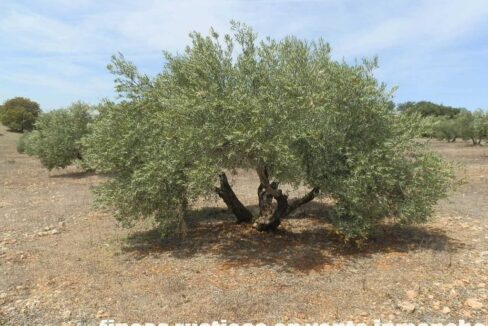 603_fincas-en-venta-024