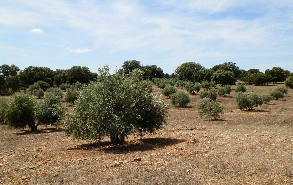 603_fincas-en-venta-026
