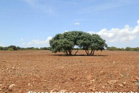 603_fincas-en-venta-040