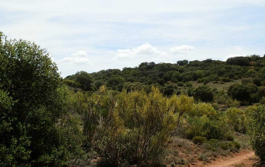 603_fincas-en-venta-043