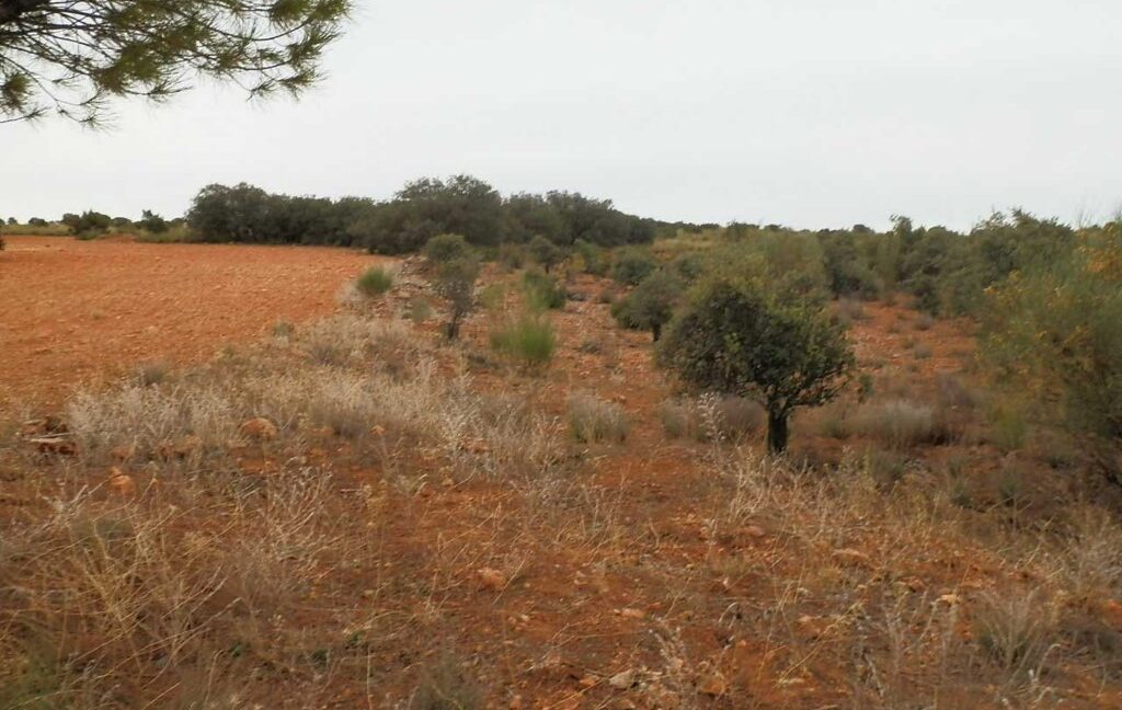 611_fincas-en-venta-40