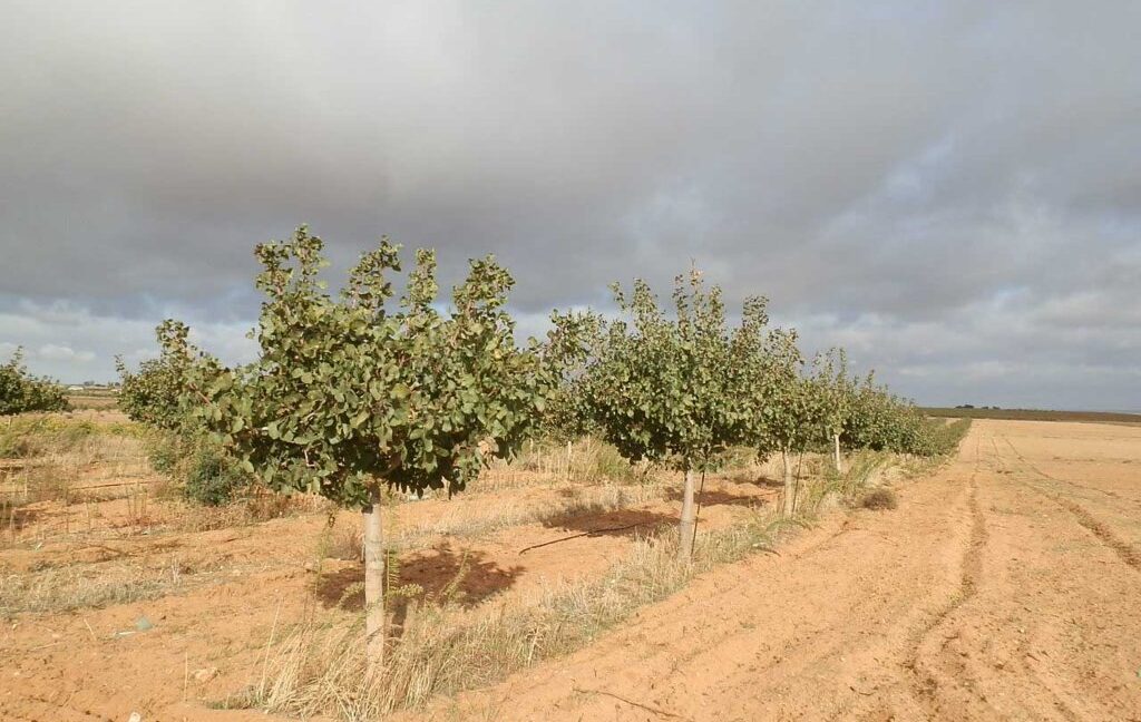 614_fincas-en-venta-13