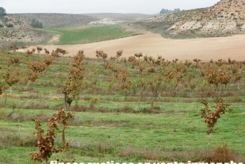 617_fincas-en-venta-44
