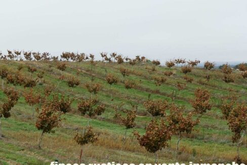 617_fincas-en-venta-45
