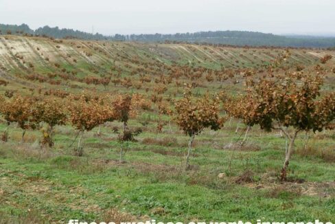 617_fincas-en-venta-46