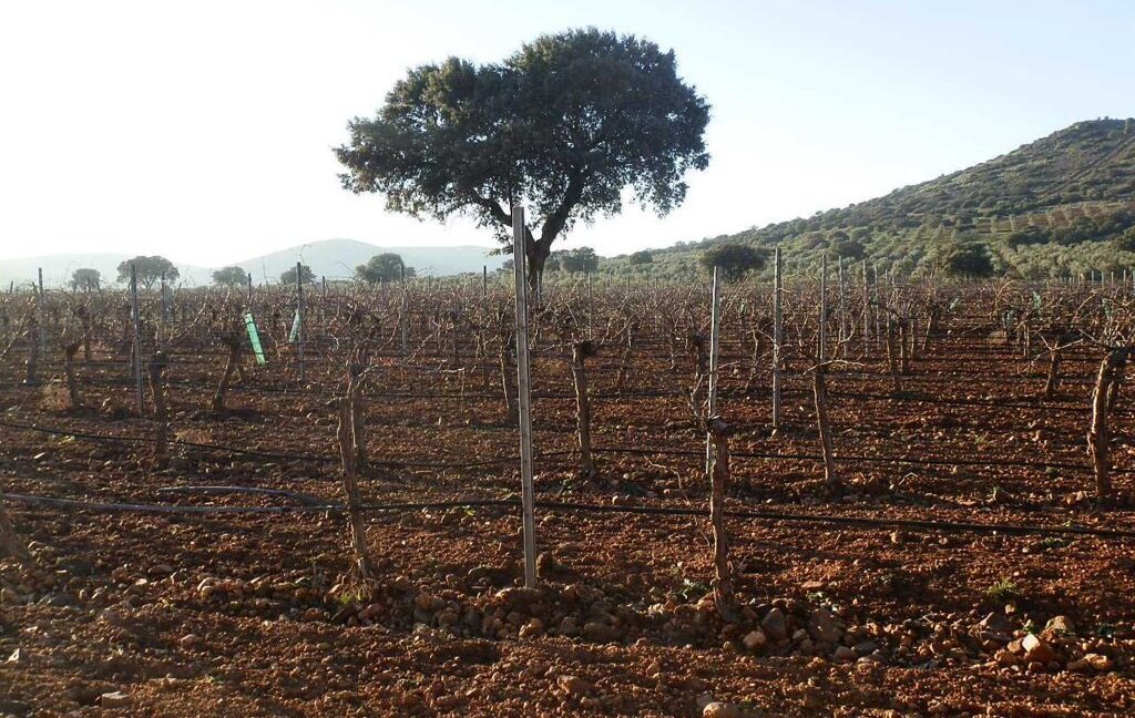 623_fincas-en-venta-13