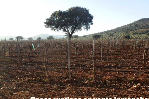 623_fincas-en-venta-13