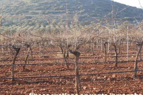 623_fincas-en-venta-18