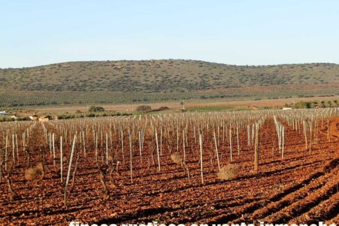 623_fincas-en-venta-24