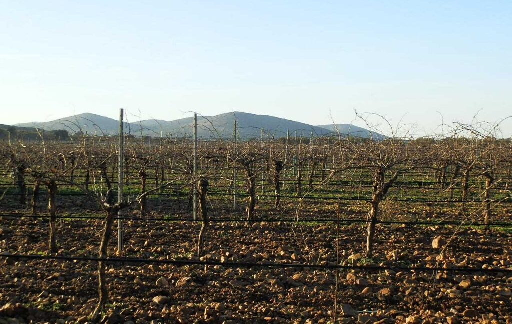 623_fincas-en-venta-26