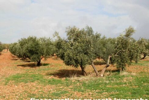 650_fincas-en-venta-15