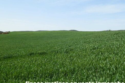654_fincas-en-venta-32