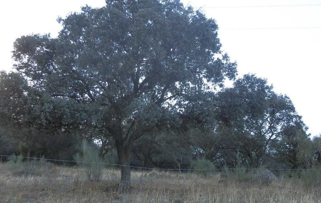 612_fincas-en-venta-87