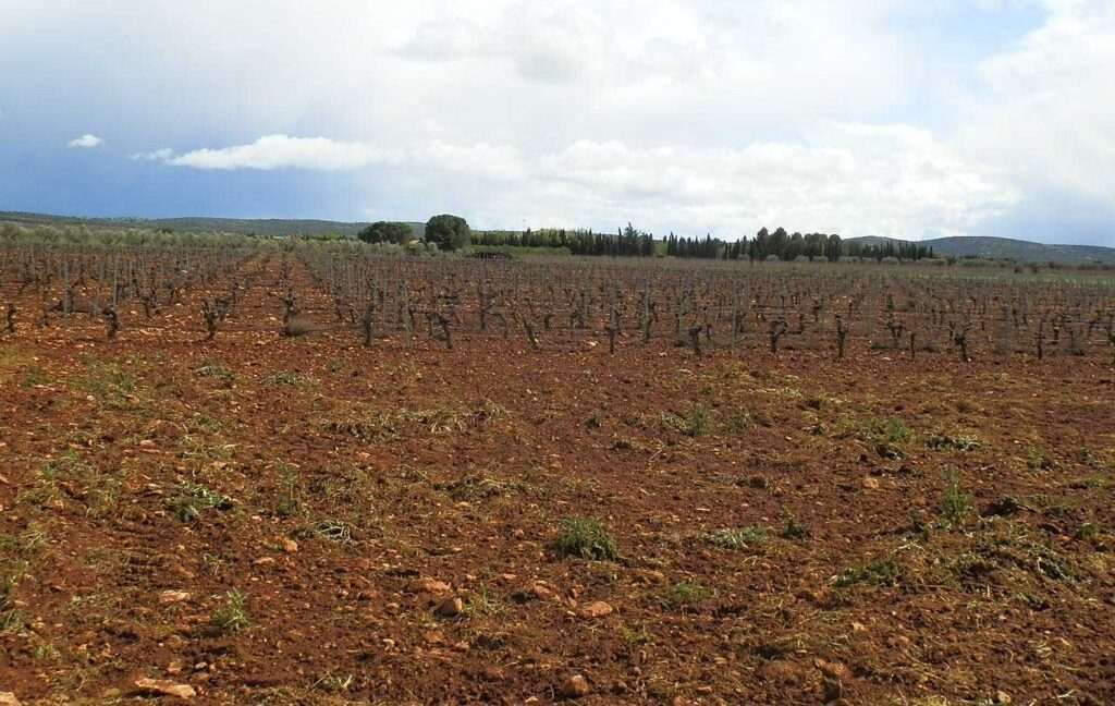 661_fincas-en-venta-0014