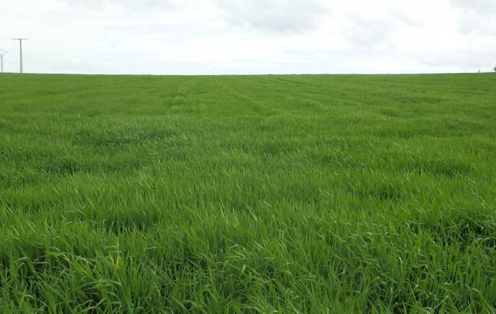 662_fincas-en-venta-003