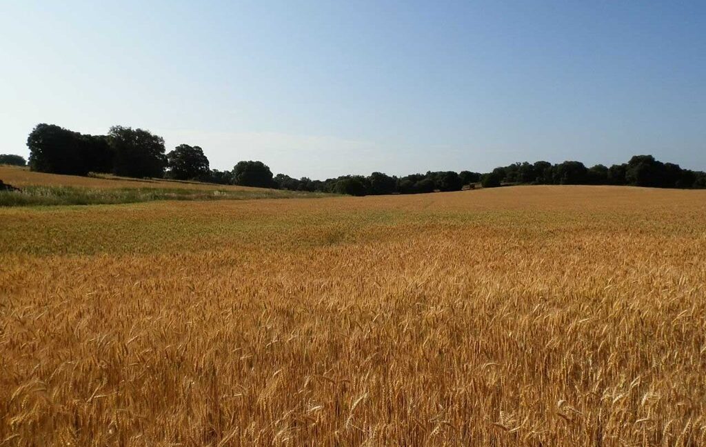 668_fincas-en-venta-026