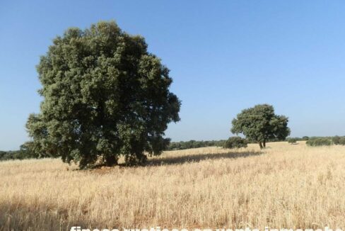 668_fincas-en-venta-035