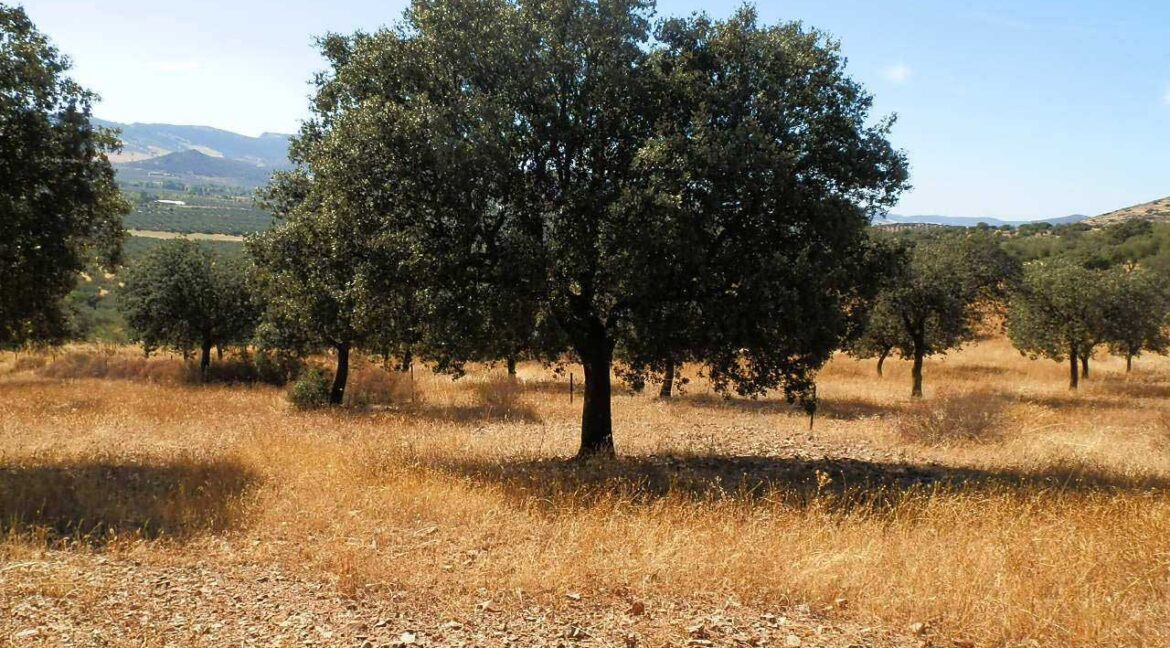 674_fincas-en-venta-06