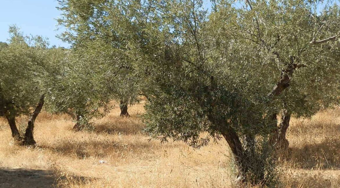 674_fincas-en-venta-09