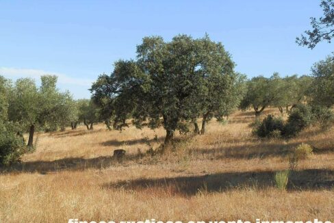 674_fincas-en-venta-11