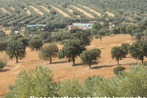 674_fincas-en-venta-12