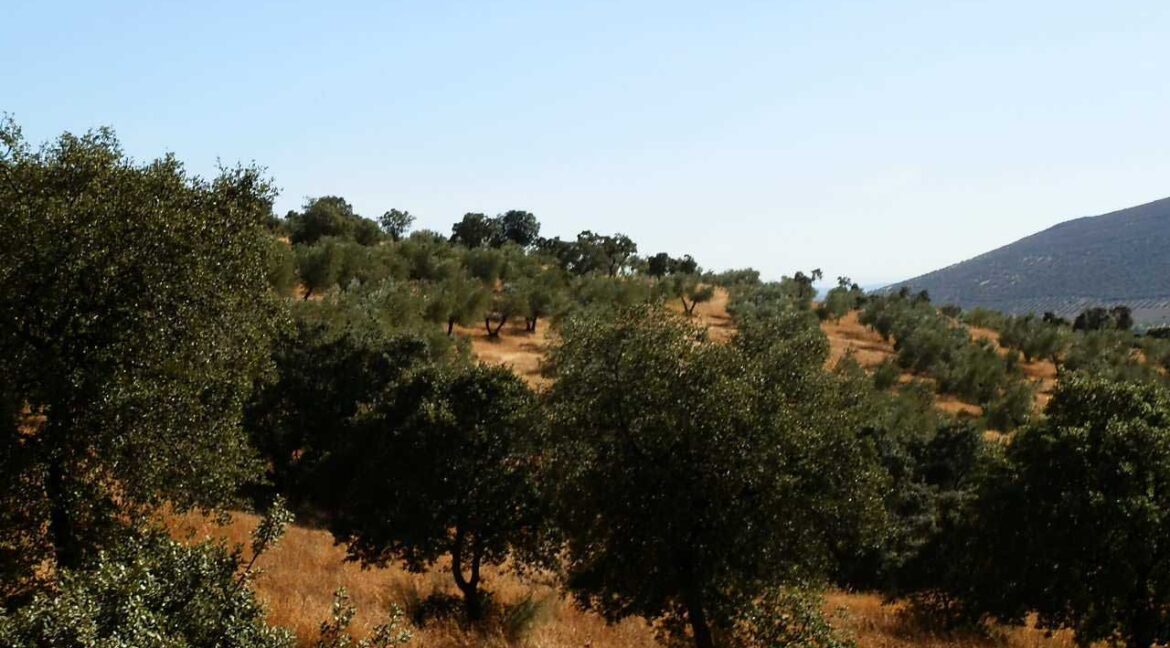 674_fincas-en-venta-16