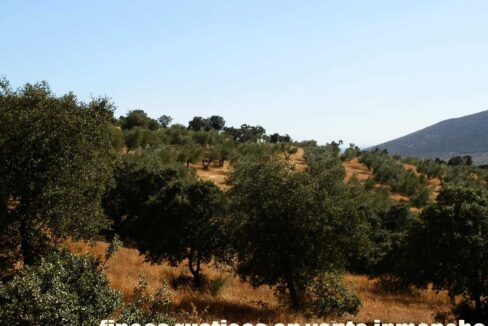 674_fincas-en-venta-16