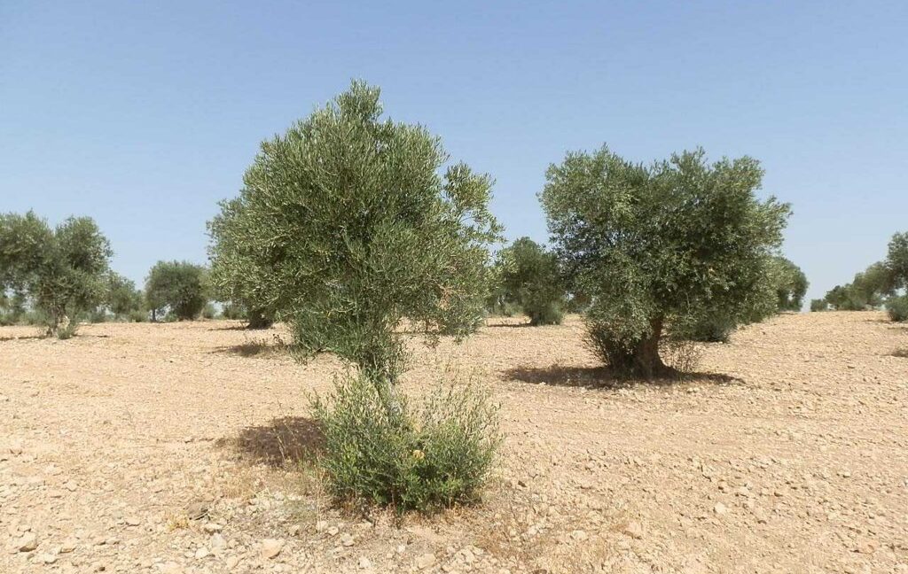 679_fincas-en-venta-025