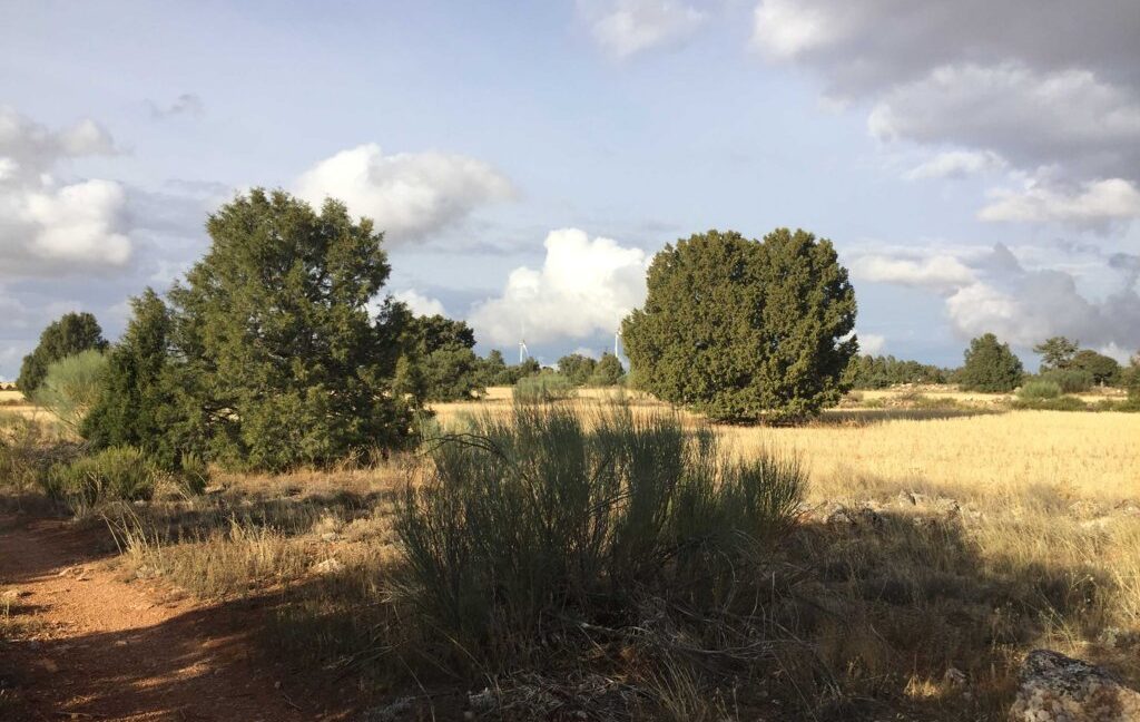 681_fincas-en-venta-28
